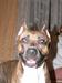 Amstaff's Avatar