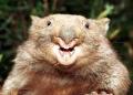 Wombat's Avatar