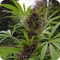 Indu$'s Avatar