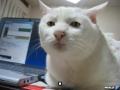 Tetti's Avatar