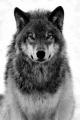 *^*Hunterpall*^*