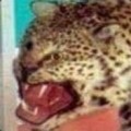 Gepard Retardieu's Avatar